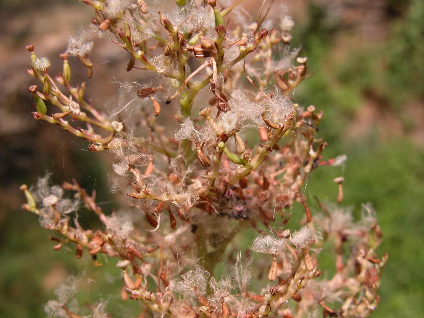 Valerian, Red fruit